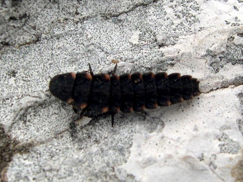 Lampyris noctiluca larva